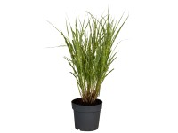 GROW by OBI Ozdobnice čínská (Miscanthus Sinensis Strictus), pr. květináče 28 cm GROW by OBI Ozdobnice čínská (Miscanthus Sinensis Strictus), pr. květináče 28 cm