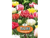 Plný raný tulipán 