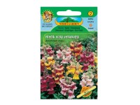 NOHEL GARDEN Hledík větší nízký velkokvětý, směs