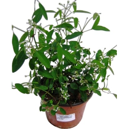 OBI Pryšec třezalkovitý bílý průměr květináče cca 12 cm Euphorbia