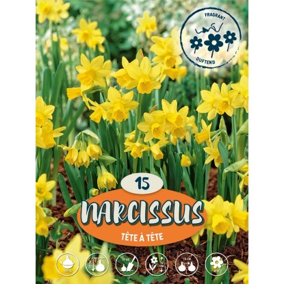 Narcisy "Téte   Téte" žluté
