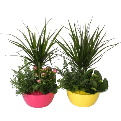 Aranžmá v pestré keramické nádobě průměr květináče cca 18 cm