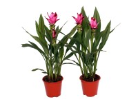 Kurkuma růžová (Curcuma alismatifolia) Kurkuma růžová (Curcuma alismatifolia)