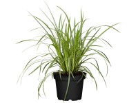 Grow by OBI Ostřice japonská Ice Dance, pr. kv. 14 cm