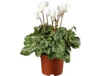 Brambořík mix barev průměr květináče cca 12 cm Cyclamen