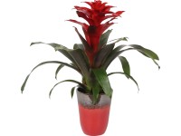 Aranžmá guzmánie v červenohnědé keramice, průměr květináče cca 13 cm Aranžmá guzmánie v červenohnědé keramice, průměr květináče cca 13 cm