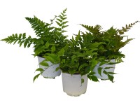 OBI Kapradí průměr květináče cca 13 cm OBI Kapradí průměr květináče cca 13 cm