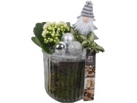 Zimní aranžmá kolopejky a fitónie ve skleněném květináči, pr. 12 cm Zimní aranžmá kolopejky a fitónie ve skleněném květináči, pr. 12 cm