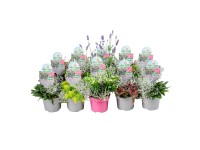 Landgard Mix balkónových rostlin Colour your Garden cca pr. 13 cm