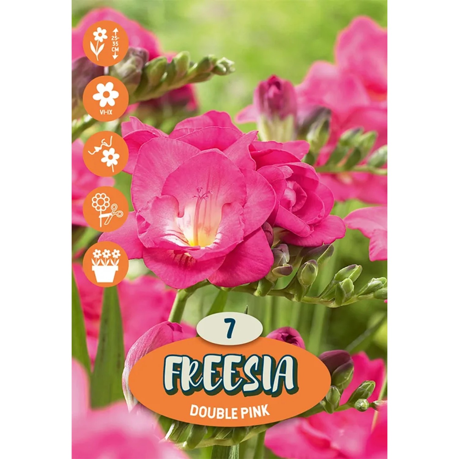 Hlízy květin různé