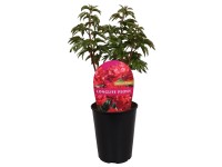 Royal Lemkes Pivoňka (Paeonia) 