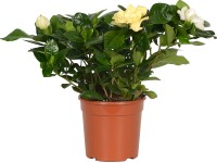 Gardenie jasmínovitá (Gardenia jasminoides), pr. 13 cm