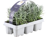 Levandule lékařská (Lavandula angustifolia) Levandule lékařská (Lavandula angustifolia)