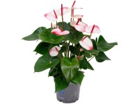 OBI Toulitka Andréova (Anthurium andreanum) 