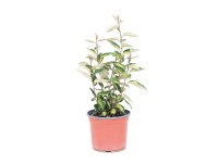 GROW by OBI Hlošina Ebbingeova (Elaeagnus Ebbingei) 