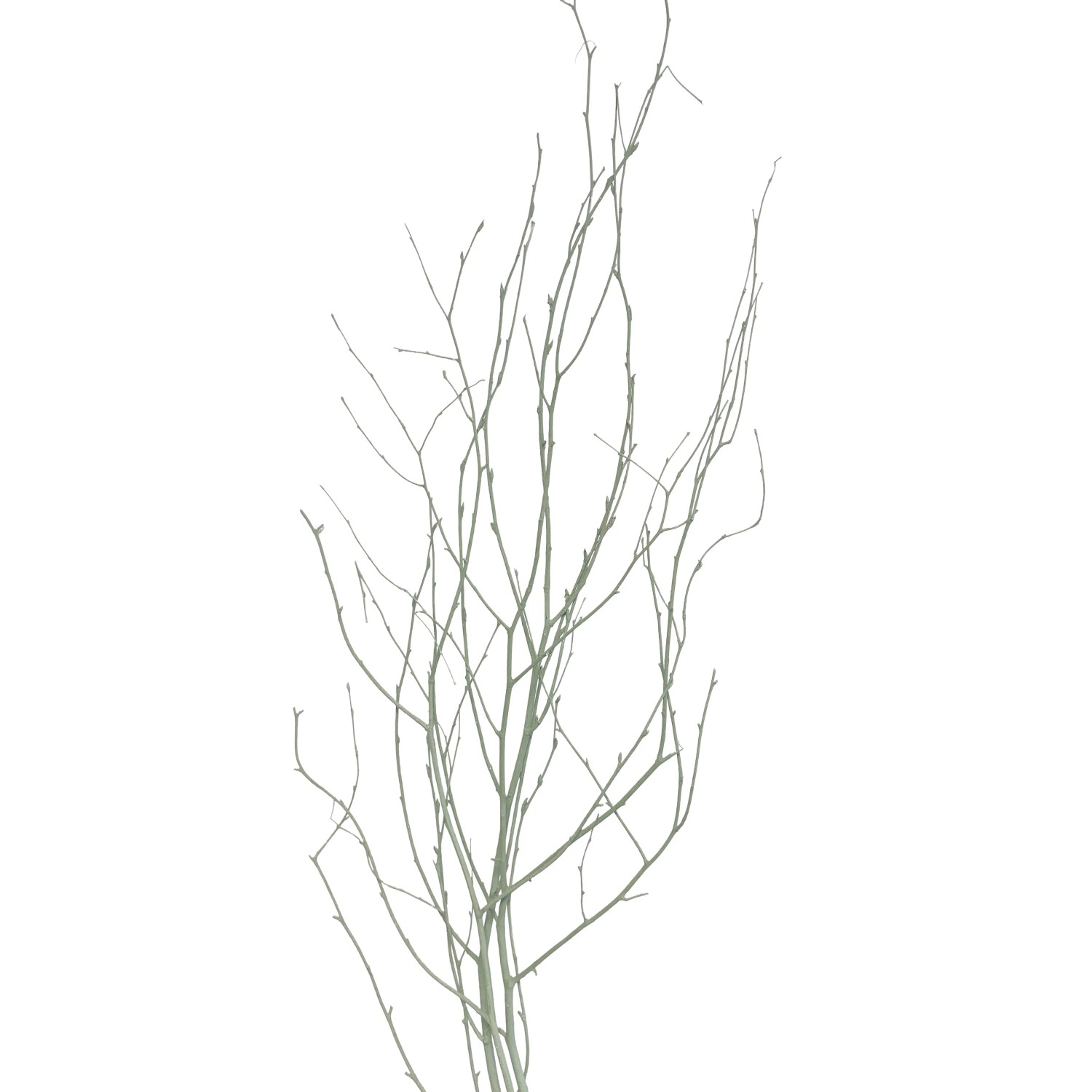 Star Home Decor Březové větvičky svazek Betula pastelově zelené 110cm