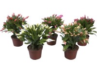 Vánoční kaktus různé barvy průměr květináče cca 11,5 cm