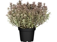 OBI Keříčkový rozrazil 