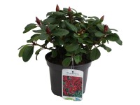 Pěnišník (Rhododendron repens) Pěnišník (Rhododendron repens)