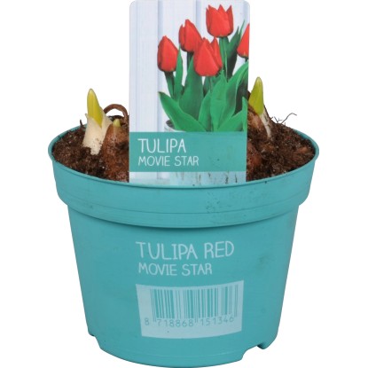 Tulipán "Diamond Collection" červený průměr květináče cca 12 cm