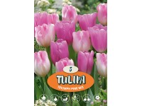 Tulipán Triumph 