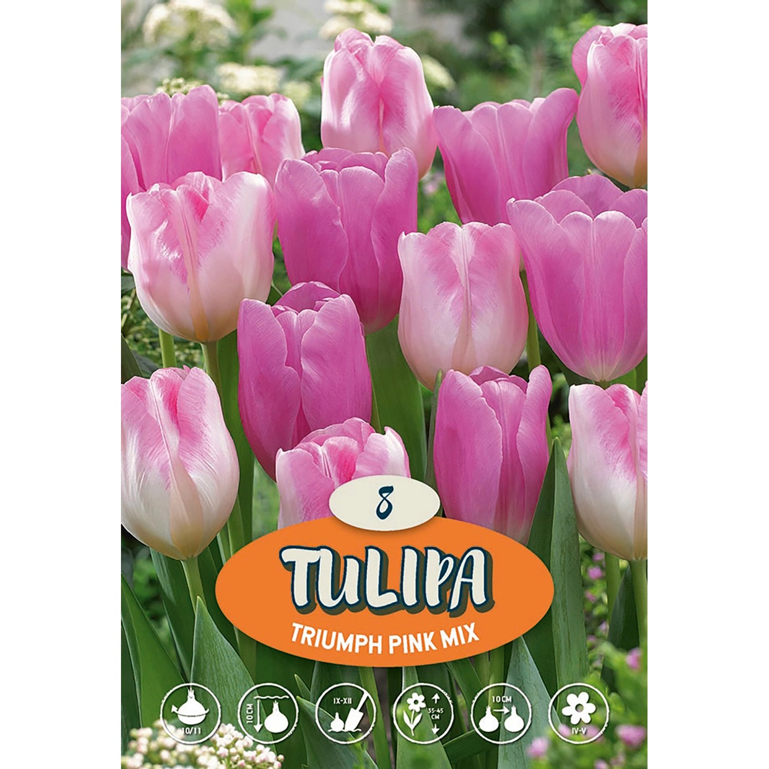 Tulipán Triumph "Mix Rosa"