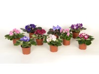 Africké fialky různé barvy, prům. květináče cca 9 cm Africké fialky různé barvy, prům. květináče cca 9 cm