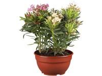 GROW by OBI Oleandr obecný (Nerium Oleander), trojbarevný, 40-60 cm, pr. 25 cm