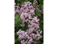 Zakrslý šeřík (syringa meyeri) Red Pixie