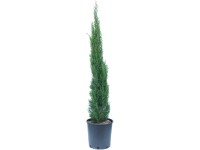 OBI Cypřiš stálezelený (Cupressus sempervirens)