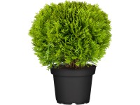 OBI Zerav západní OBI Zerav západní