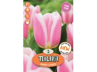 Royal De Ree Holland Květinové cibulky Tulipán Mandy's Choice