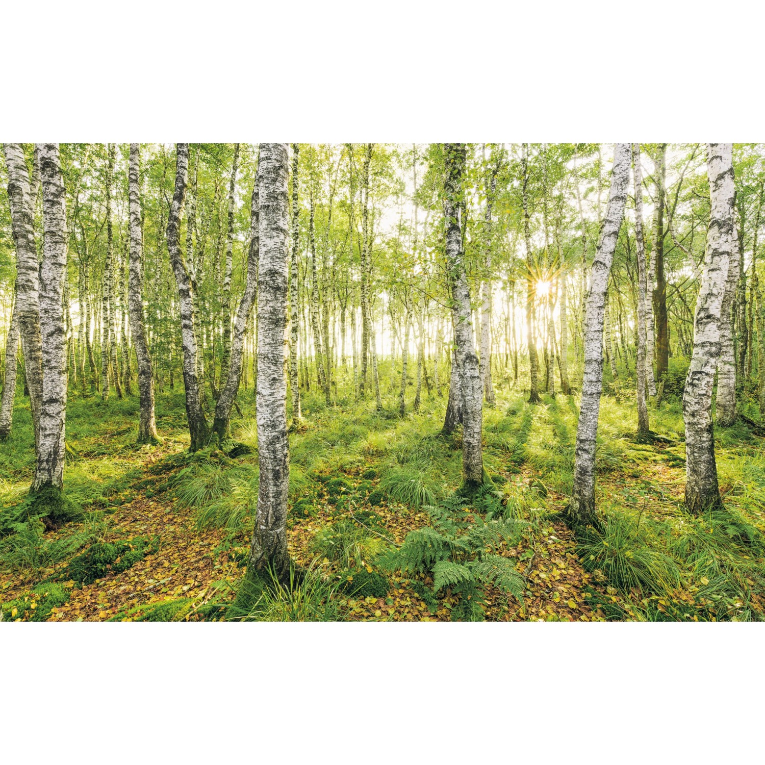 Komar Vliesová fototapeta Birch Trees 400 x 250 cm