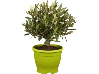 Olivovník evropský (Olea europaea), květináč cca 16 cm