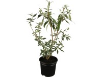 GROW by OBI Komule Davidova (Buddleja davidii) 