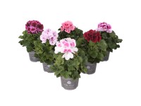 Pelargonie velkokvětá (Pelargonium grandiflorum)Bella Donna různé barvy pr. 12cm