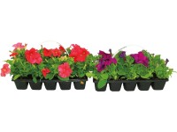 MONTANO Petúnie (Petunia) různé druhy 10-pack