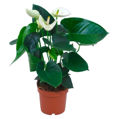 GROW by OBI Anturie (Anthurium andreanum) bílá, pr. květináče cca 12 cm