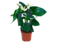 GROW by OBI Anturie (Anthurium andreanum) bílá, pr. květináče cca 12 cm