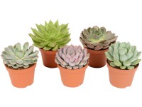 Různé prémiové sukulenty průměr květináče cca 10,5 cm Různé prémiové sukulenty průměr květináče cca 10,5 cm