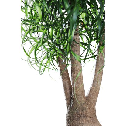 Sloní noha výška cca 60-70 cm průměr květináče cca 24 cm Beaucarnea recurvata