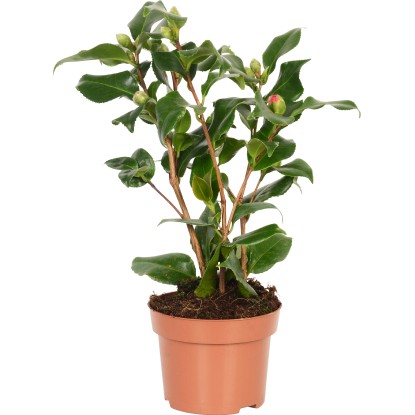 OBI Kamélie japonská "Dr. King" průměr květináče cca 13 cm Camelia japonica