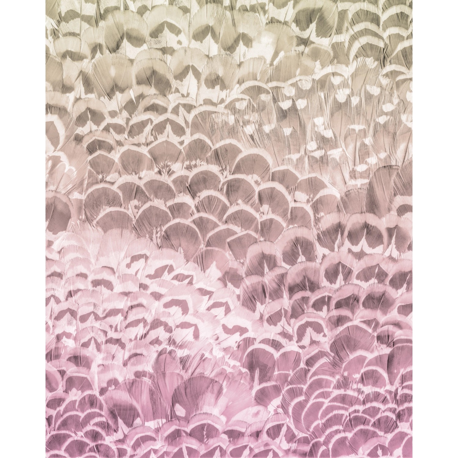 Komar Vliesová fototapeta Pale Feathers 200 x 250 cm