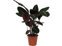 OBI Kalátea (Calathea) 