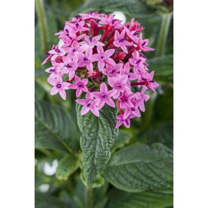 GROW by OBI Pětkovec kopinatý (Pentas lanceolata) "Bee Bright Pink" výška 30 cm