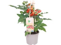 GROW by OBI Lilek rajče cherry (Solanum lycop.) Pick&Joy červené, pr. 14 cm