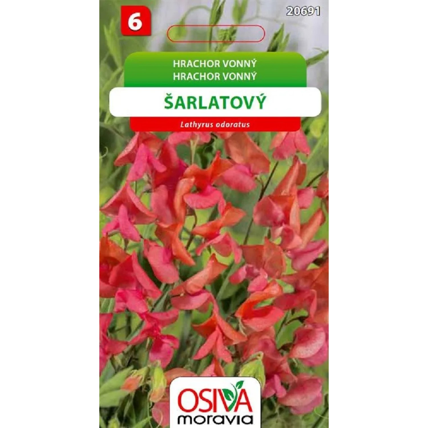 Semínka Hrachor vonný šarlatový (Lathyrus odorathus)