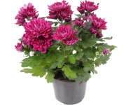 Listopadka indická (Chrysanthemum indicum) plnokvětá fialková 20-30cm pr.12cm Listopadka indická (Chrysanthemum indicum) plnokvětá fialková 20-30cm pr.12cm