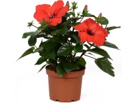 GROW by OBI Ibišek čínská růže 