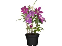 Plamének (Clematis Hybride Niobe), pr. kv. 17 cm